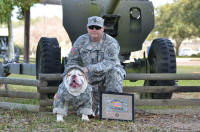Olde English Bulldogge Military