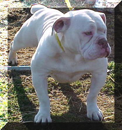 Paint horse picture - Olde English Bulldogge