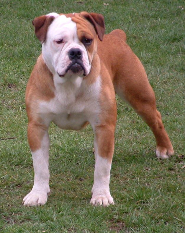 olde english bulldogge colors red brindle