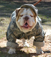 Mascot Bulldog