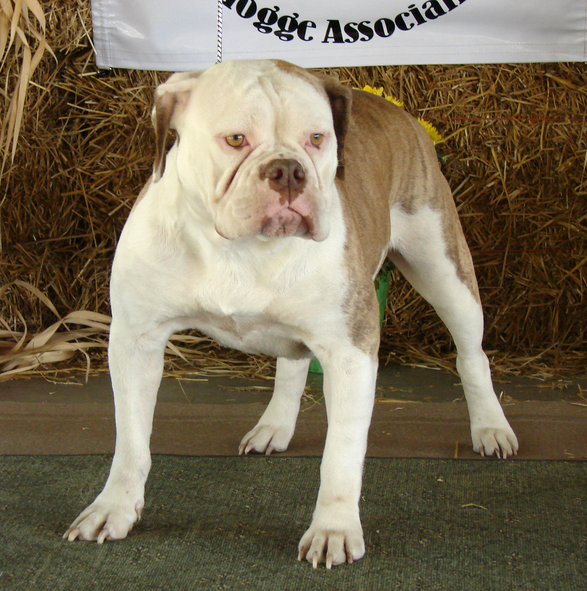 Olde English Bulldogge Breed