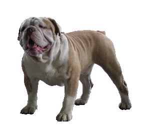 olde english bulldogge