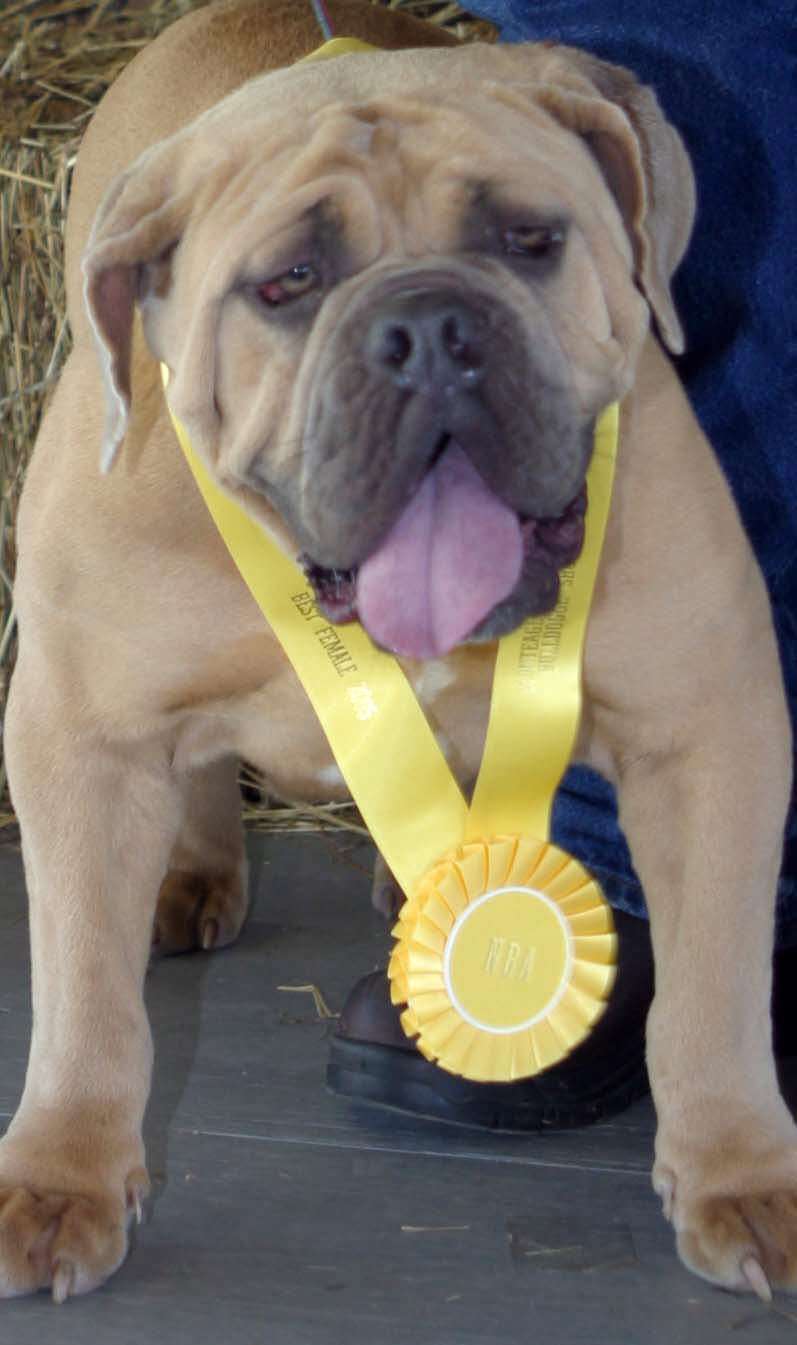 olde english bulldogge colors fawn brindle