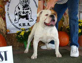 Olde English Bulldogge Show 