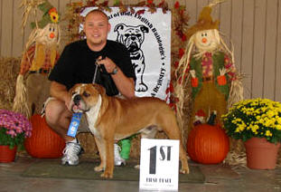 olde english bulldogge